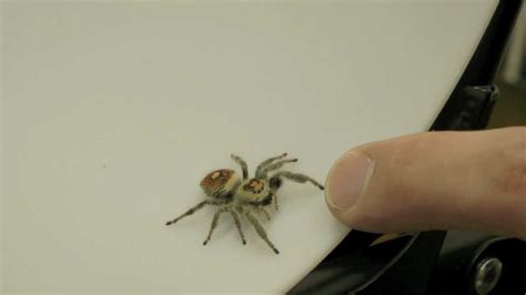  Jumping Spider! A Miniature Hunter With Eight Legs and Astonishing Vision