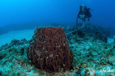  Green Barrel Sponge! Discover This Deep-Sea Marvel Known for Its Vibrant Color and Impressive Filtering Capabilities