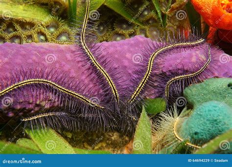  Isodesmia! A Colorful Sponge with Tentacles That Capture Tiny Prey