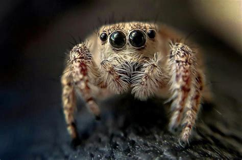  Jumping Spider! A Miniature Hunter With Eight Legs and Astonishing Vision