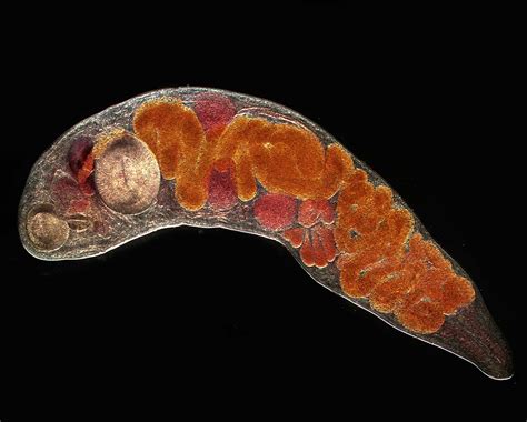  Quoinota: The Tiny Trematode That Packs a Parasitic Punch!