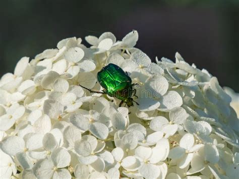  Rose Chafer! The Metallic Jewel That Dances on Summer Breezes