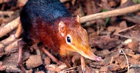  Sengi!  A Tiny Mammal With Incredible Speed and Senses Beyond Belief