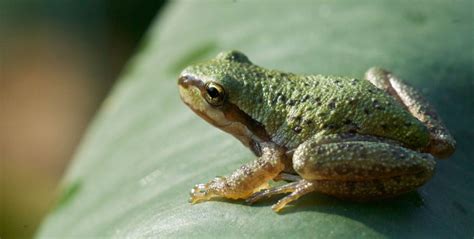  อึ่งอกropygopterus! สัตว์両 amphibians ที่มีอายุยืนยาวและผิวหนังที่ชุ่มชื้น!