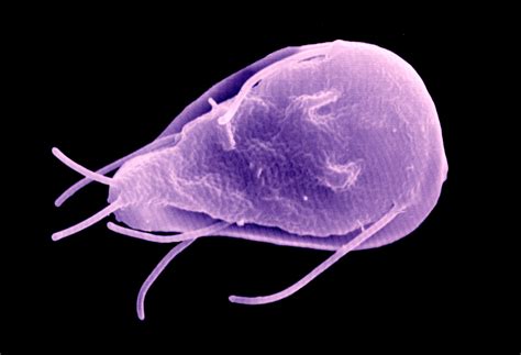  Giardia: A Microscopic Swimmer With a Taste for Trouble!