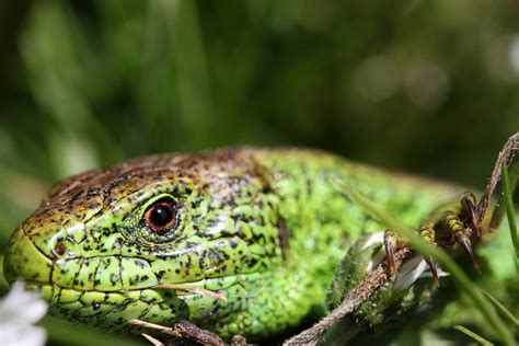  Glycera! An Amazing Burrow-Dwelling Predator With a Fierce Appetite for Anything That Moves