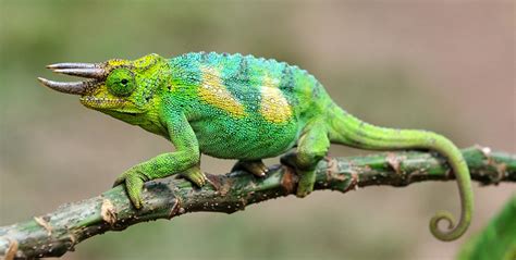  Jackson's Chameleon: 