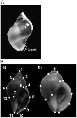  Nucella Lapillus:  This Striking Sea Snail Possesses a Shell as Intricate as an Artist’s Masterpiece and Crawls Along Rocky Shores with Unwavering Determination!