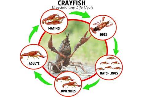  orchestrate  Orchestrator orchestration! Discover the fascinating life cycle and unusual breeding habits of this intriguing crustacean with ten legs.