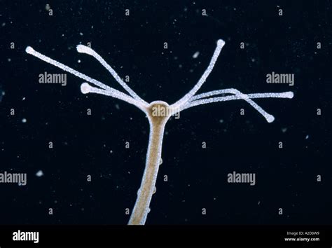  Rimicristata: A Ciliate With Tentacles That Defy Gravity!