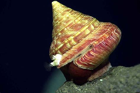 Slit Shell: A Creature With an Unassuming Shell But a Surprisingly Complicated Life!