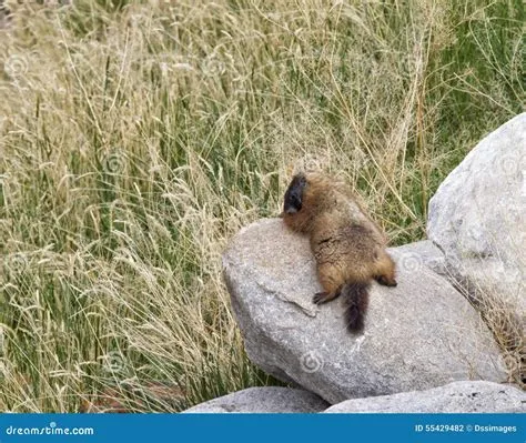  Yellow-Bellied Marmot เผยลับพฤติกรรมน่ารักของสัตว์ฟันแทะตัวอ้วนที่ชื่นชอบการอาบแดด!