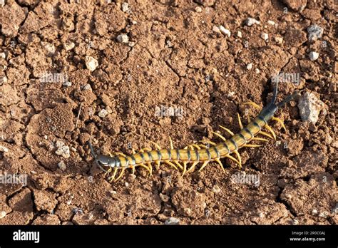  Yellow-Tailed Centipede: A Fierce Predator Lurking Beneath Fallen Leaves!