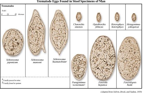  Yokogawai  yeihei: An Amazing Trematode that Can Control Its Snail Host's Behavior!