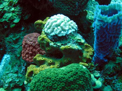  Zulu Sponge: A Colorful Reef Dweller That Thrives Among Spiky Coral Colonies!